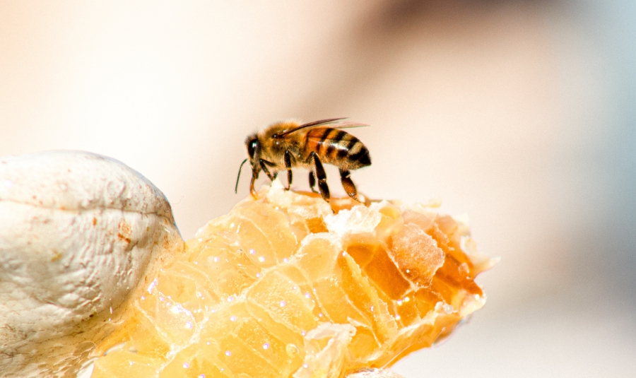 ong tạo mật