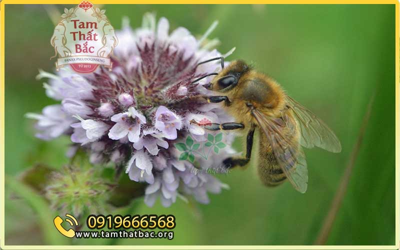 quy trình sản xuất mật ong bạc hà từ việc nuôi ong và trồng hoa bạc hà