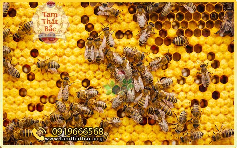 quy trình sản xuất mật ong bạc hà
