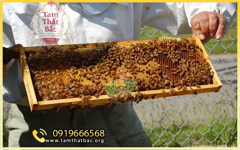 sản xuất mật ong chất lượng cao