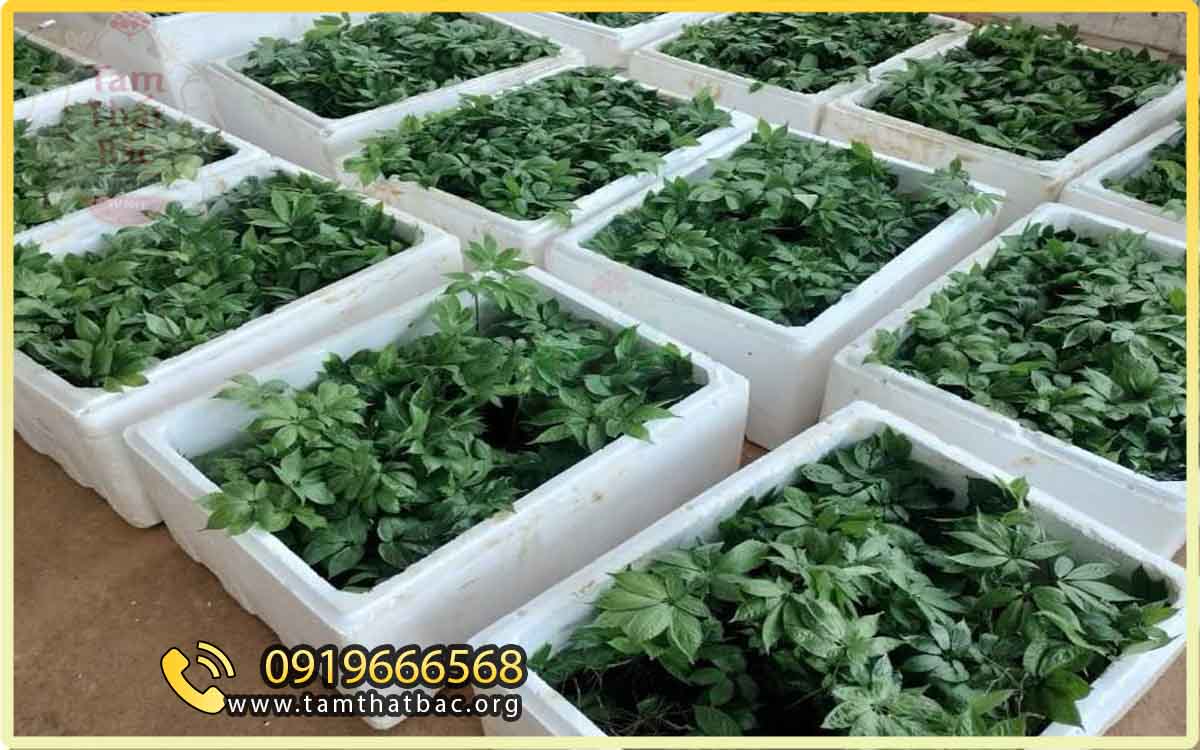 Ảnh bàn giao cây giống tam thất