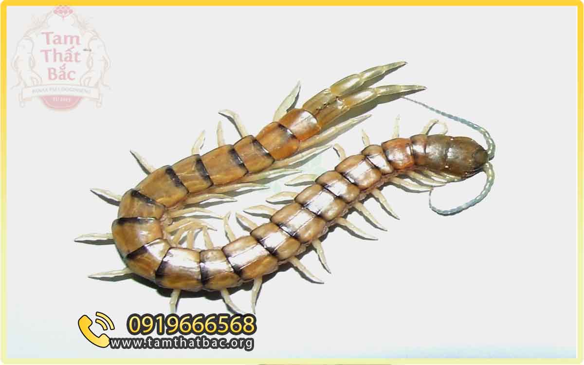 ngô công (con rết)