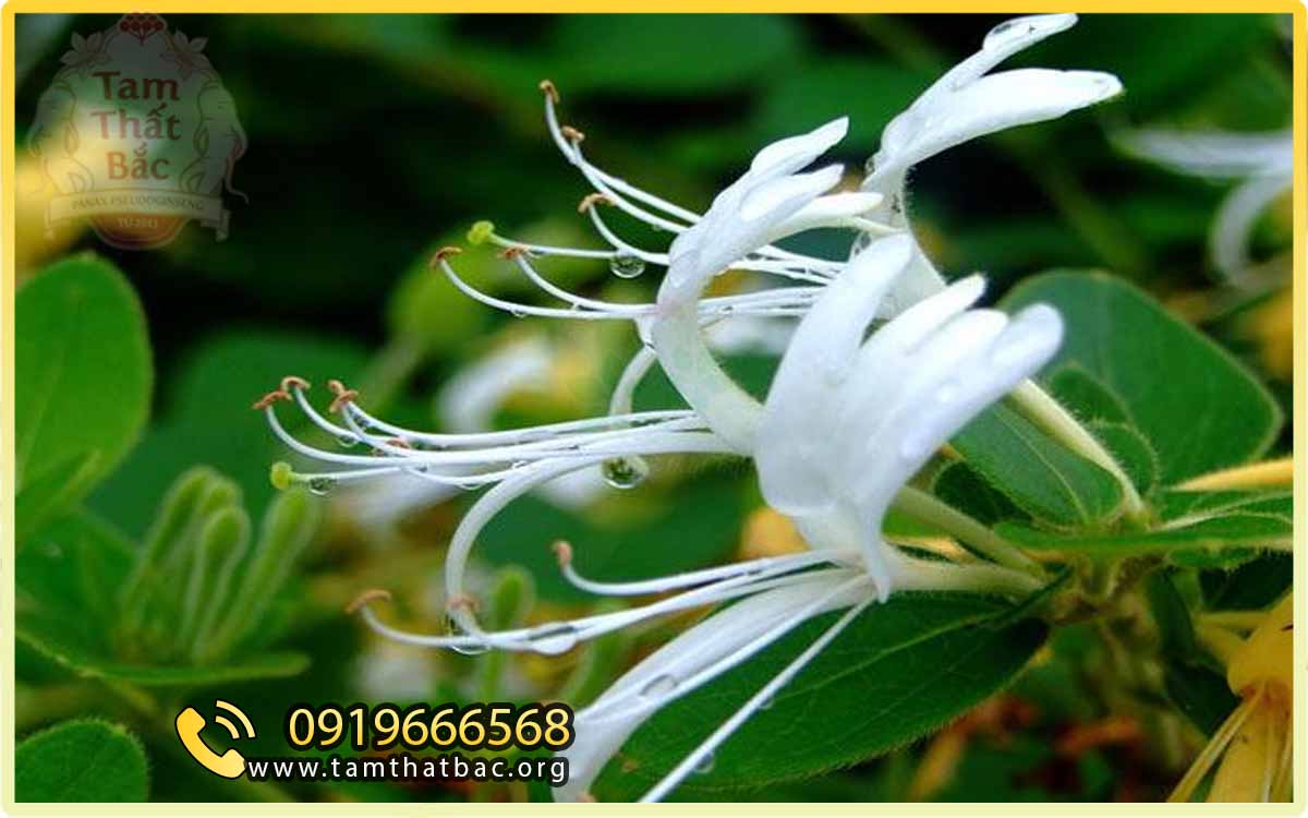 Mô tả dược liệu Kim Ngân Hoa