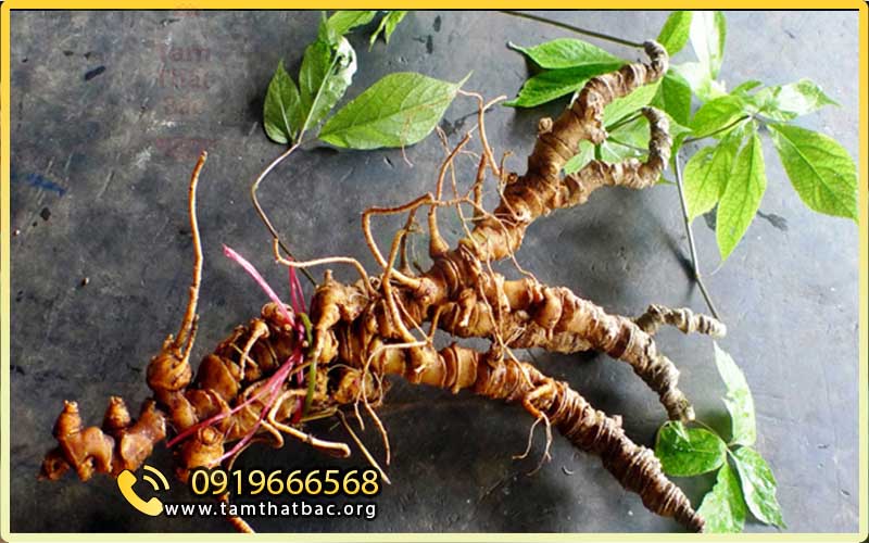 sâm ngọc linh - panax vietnamensis ha et grushv thuộc họ nhân sâm - Một trong các loại tam thất hoang