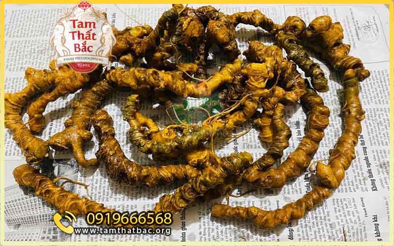 tam thất rừng có giá trị cao, cần xử lý ngay khi mua về tránh bị mốc