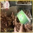 Cách mua tam thất tại Hà Nam