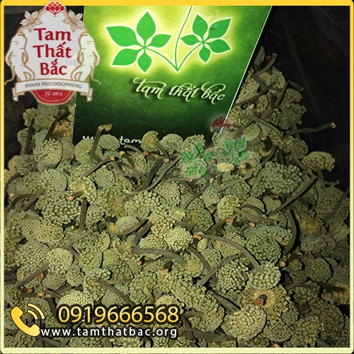 Nụ tam thất bao tử