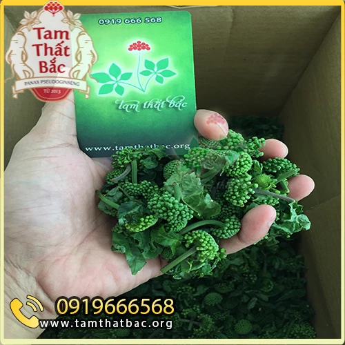 Nụ tam thất non