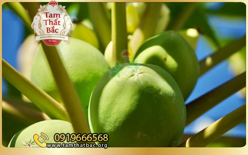 đu đủ điều trị đau dạ dày