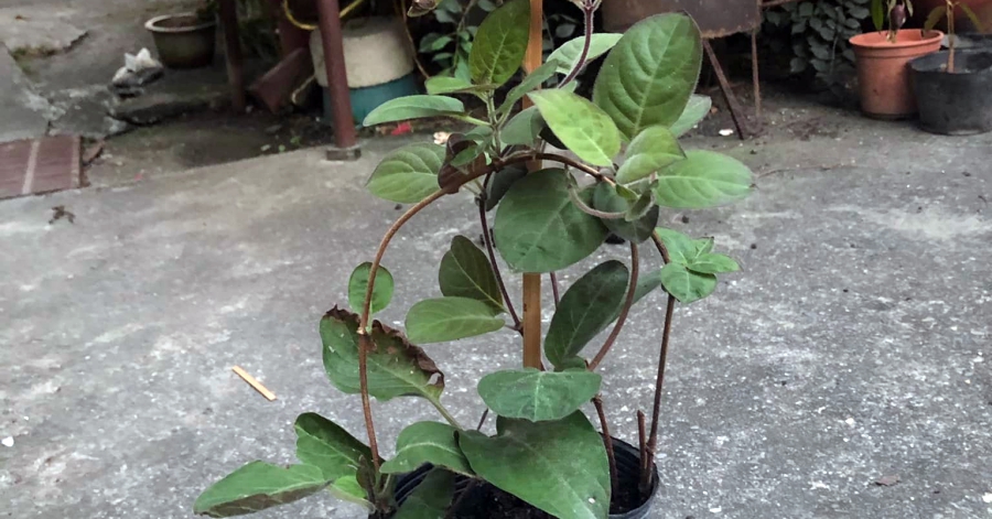 lá mơ trị đau dạ dày