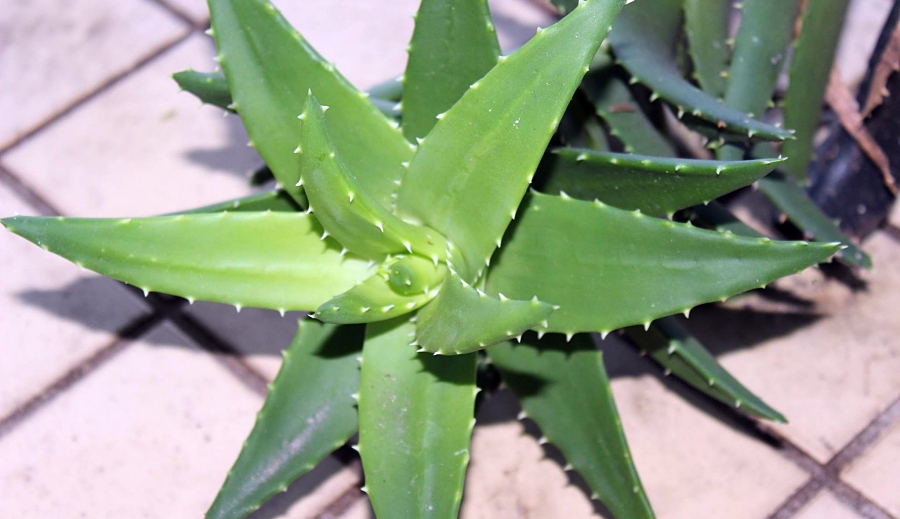 nha đam chữa đau dạ dày