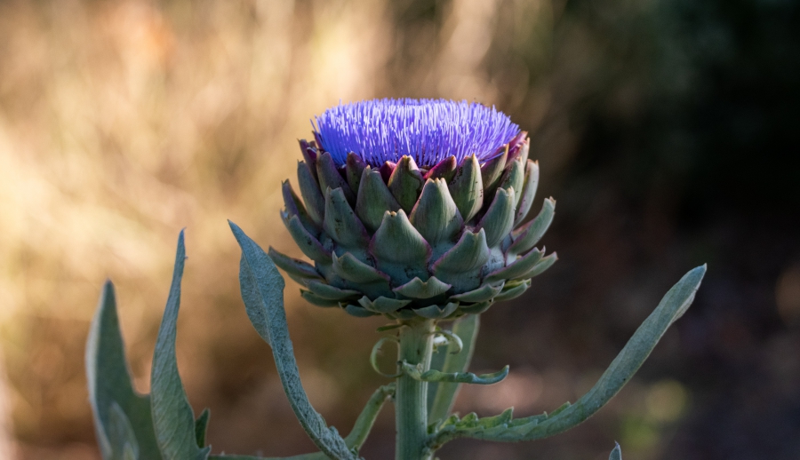 thảo dược atiso