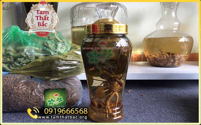 cách ngâm rượu tam thất