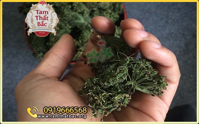 kiểm tra chất lượng khi mua hoa tam thất