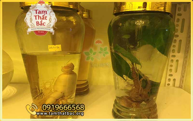 một bình rượu tam thất nguyên cây