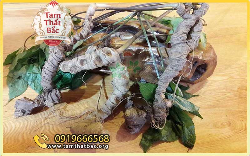 một khóm tam thất Sapa rừng được ông Ước - chủ khách sạn Người Miền Núi mua lại của người dân
