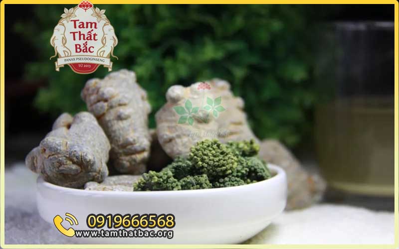 mua tam thất bắc