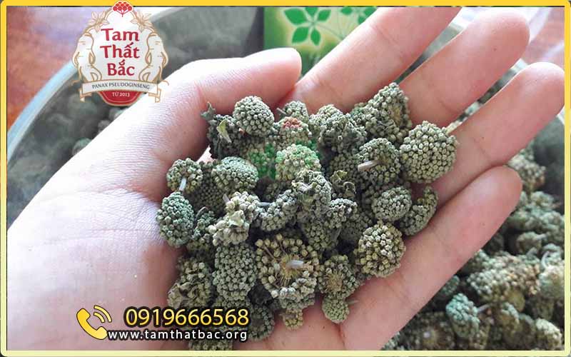 mua tam thất nụ bao tử xanh, đẹp, chắc
