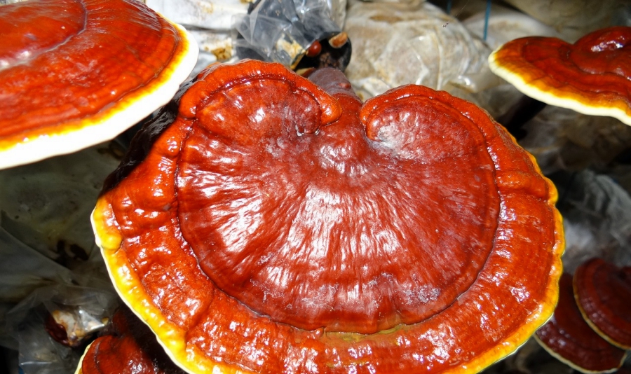 nấm linh chi tươi