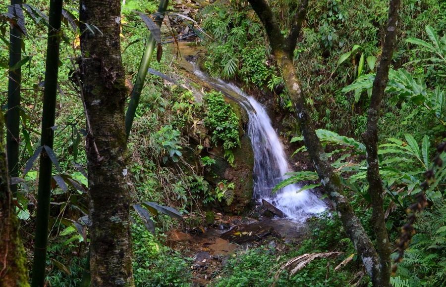 Rừng ôn đới núi cao là nơi thuận lợi để tam thất Sapa phát triển