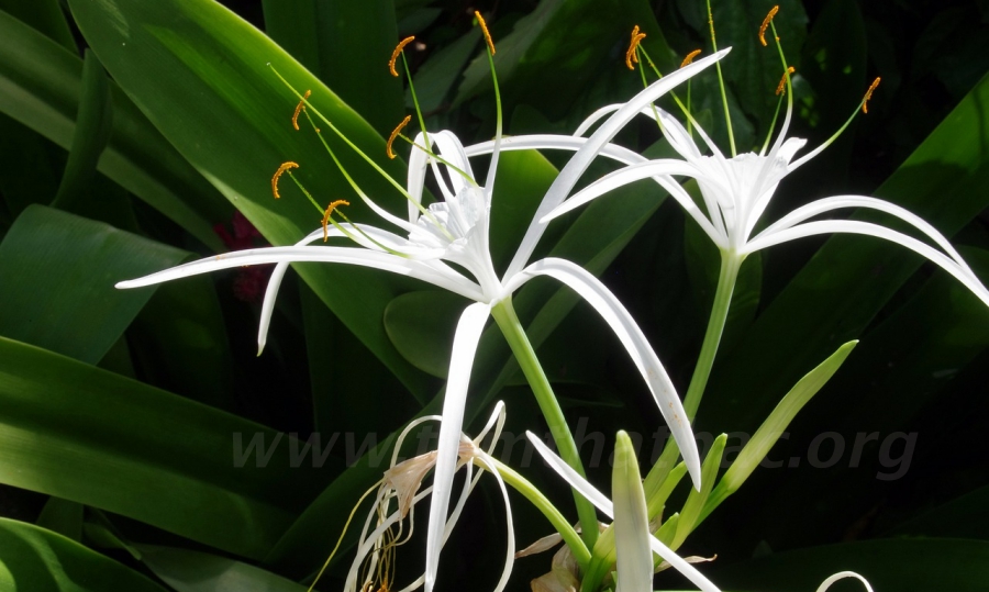 trinh nữ hoàng cung