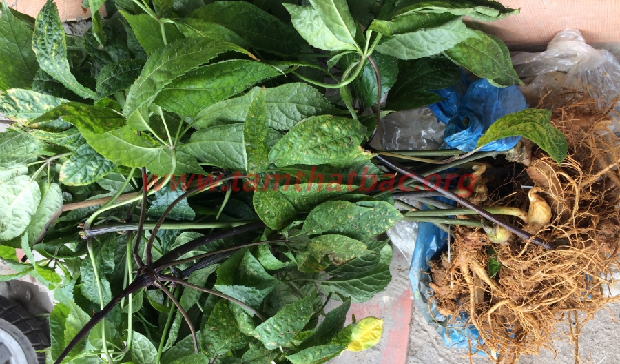cây tam thất thu hoạch