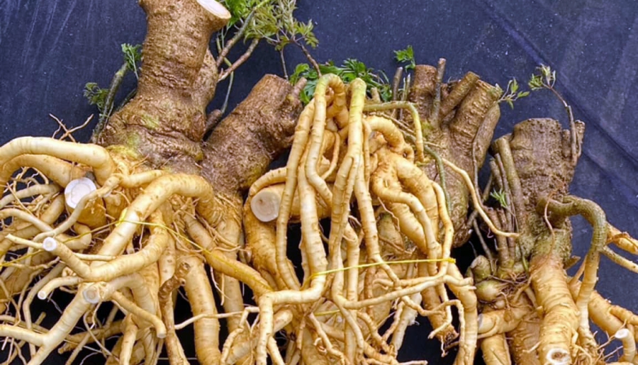 đinh lăng chữa trị đau lưng