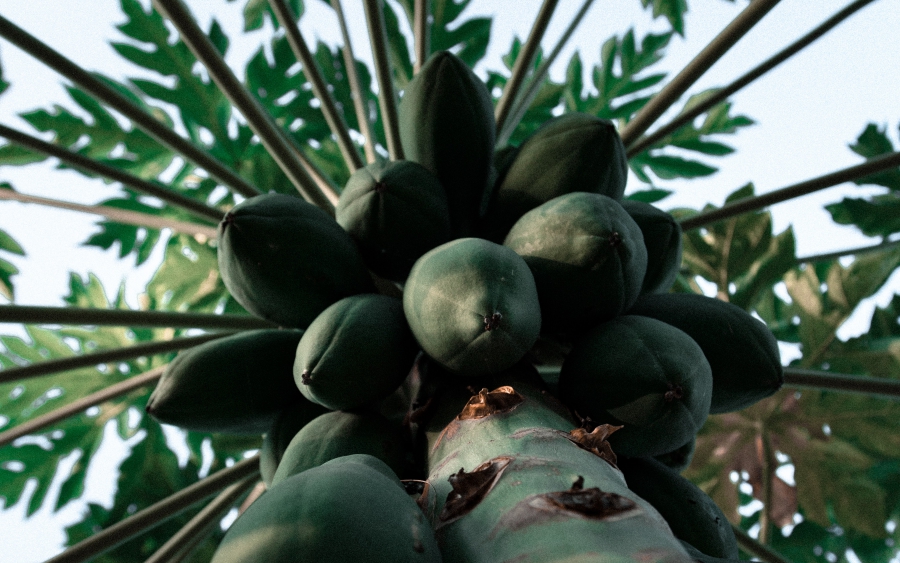 đu đủ trị đau lưng