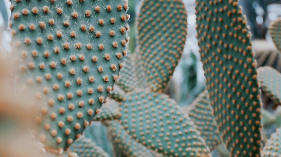 vị thuốc xương rồng