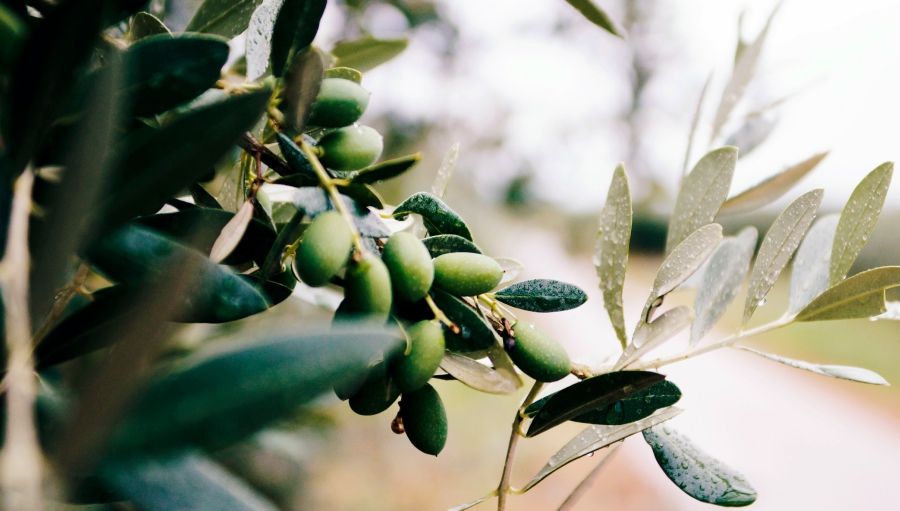 bài thuốc ô liu chữa trị đau lưng