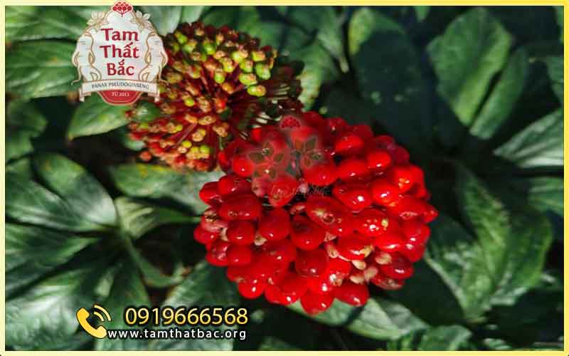 Làm giàu từ trồng cây tam thất cây tam thất ra quả