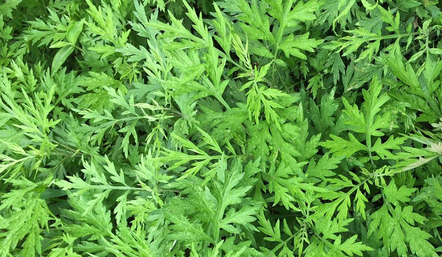 cây ngải cứu trị đau đầu