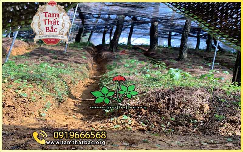 Làm giàu từ trồng cây tam thất độ dốc và độ sâu của rãnh đóng vai trò quan trọng trong kỹ thuật trồng cây tam thất