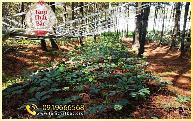 Làm giàu từ trồng cây tam thất kỹ thuật trồng cây tam thất