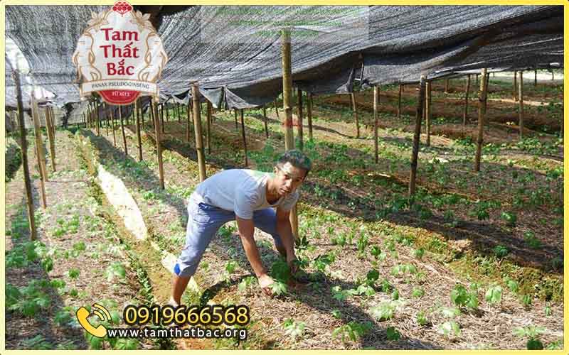 Làm giàu từ trồng cây tam thất tam thất lào cai