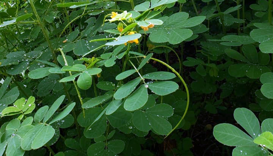 thảo quyết minh chữa đau mắt đỏ