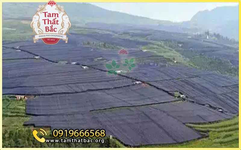 Làm giàu từ trồng cây tam thất vườn trồng cây tam thất yêu cầu địa hình vùng núi thoát nước và bảo vệ bằng lưới đen