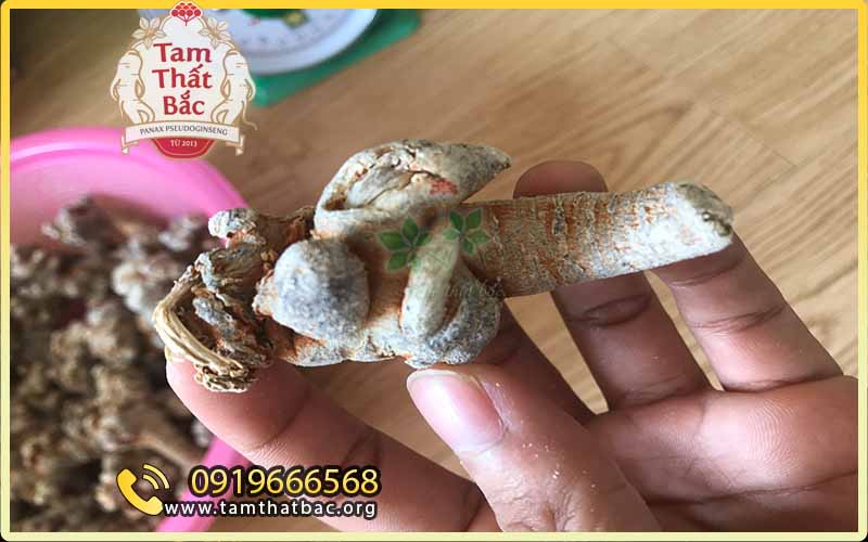 mua tam thất tại thành phố hồ chí minh thế nào