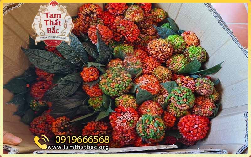 với người mua tam thất tại thành phố hồ chí minh, rất khó để mua được những quả tam thất chín tươi thế này