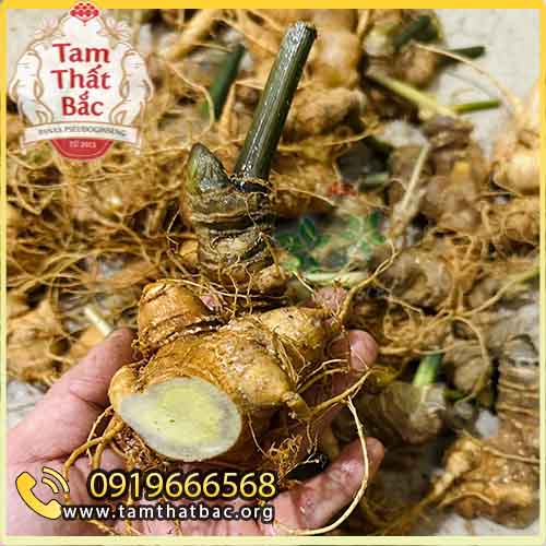 củ tam thất tươi vườn trồng lào cai