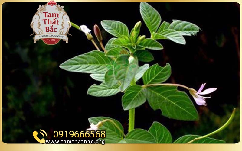 mần ri trắng chữa đau lưng