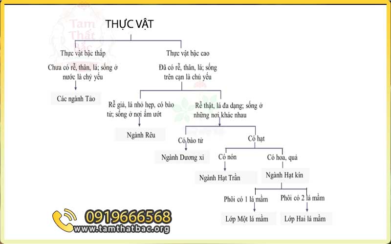 bậc phân loại thực vật