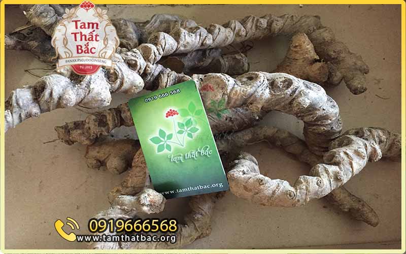 các loại tam thất hoang ở cửa hàng tam thất lào cai