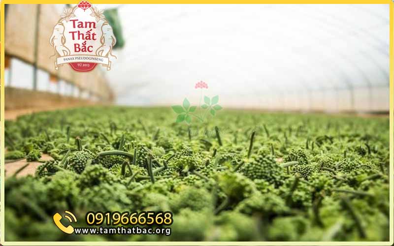 cách phơi nụ tam thất trong nhà kính