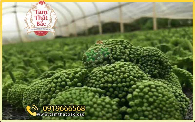 hướng dẫn phơi nụ tam thất