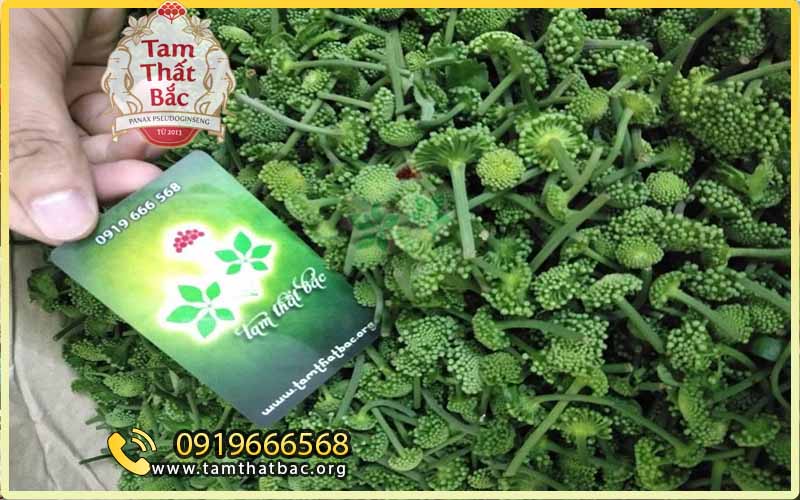 nụ tam thất tươi mới hái