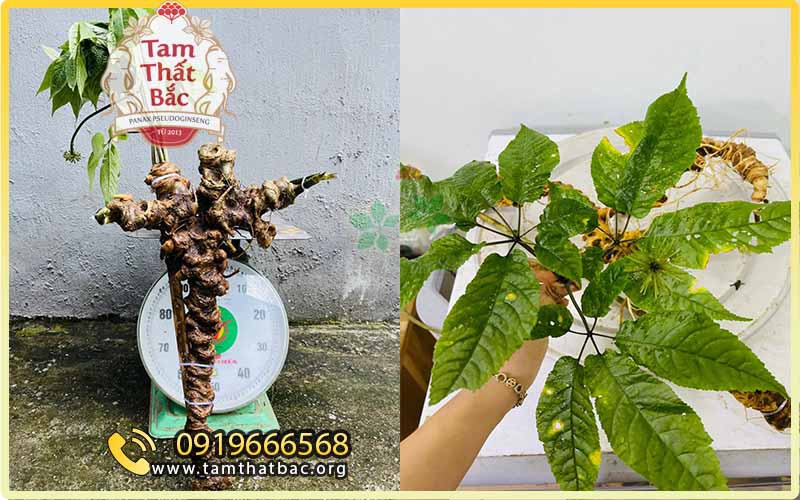 tam thất hoang lá tròn