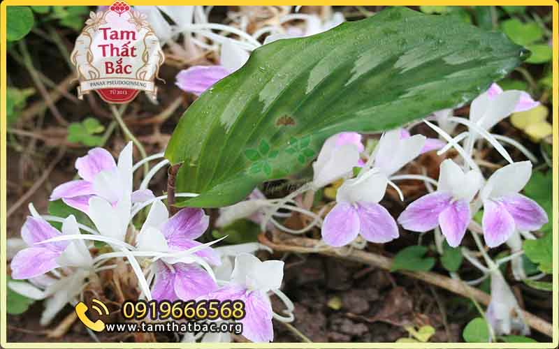 Tam thất nam có tác dụng gì cây tam thất nam