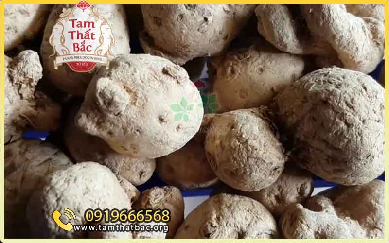 Tam thất nam có tác dụng gì củ tam thất nam