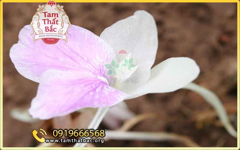 Tam thất nam có tác dụng gì tam thất nam có tác dụng gì